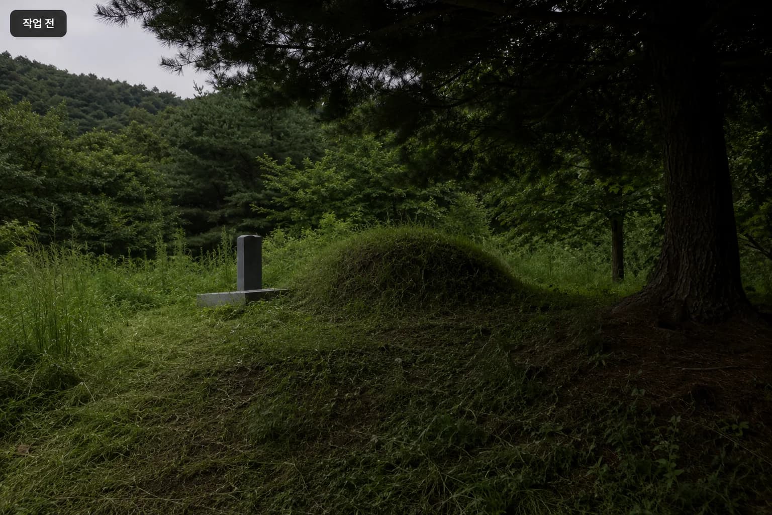 큰 나무의 그늘로 인해 산소가 손상되어 벌목 진행 작업 전